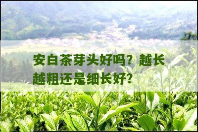 安白茶芽头好吗？越长越粗还是细长好？