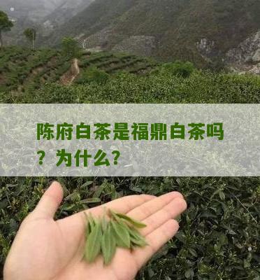 陈府白茶是福鼎白茶吗？为什么？