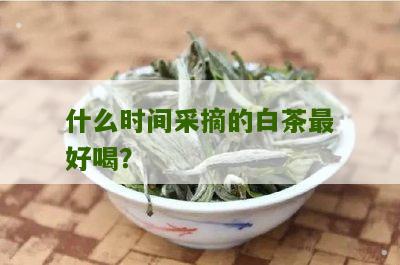 什么时间采摘的白茶最好喝？