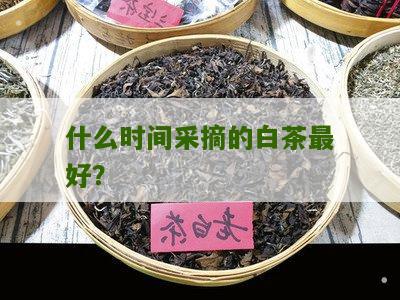 什么时间采摘的白茶最好？