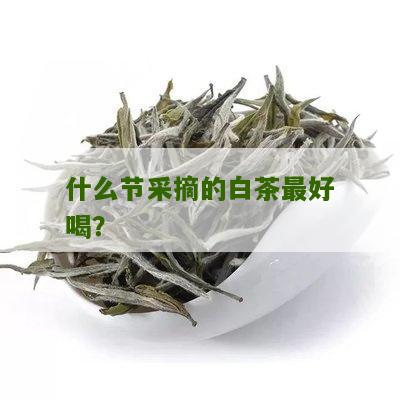 什么节采摘的白茶最好喝？