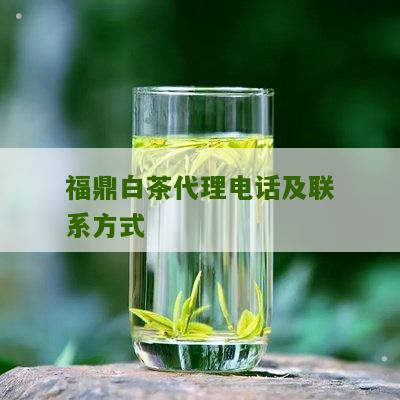 福鼎白茶代理电话及联系方式