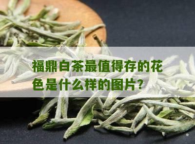 福鼎白茶最值得存的花色是什么样的图片？