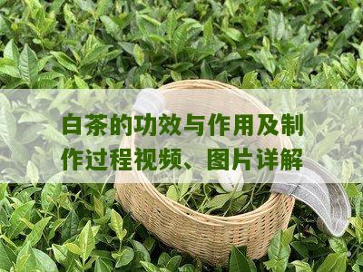 白茶的功效与作用及制作过程视频、图片详解