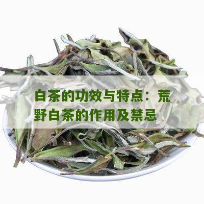 白茶的功效与特点：荒野白茶的作用及禁忌