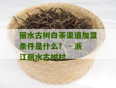 丽水古树白茶渠道加盟条件是什么？ - 浙江丽水古树村