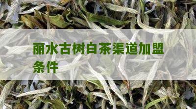 丽水古树白茶渠道加盟条件