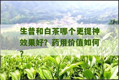 生普和白茶哪个更提神效果好？药用价值如何？