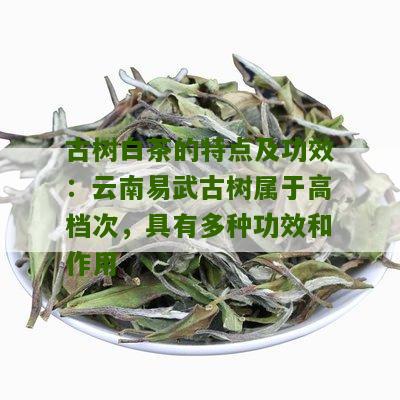 古树白茶的特点及功效：云南易武古树属于高档次，具有多种功效和作用