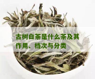 古树白茶是什么茶及其作用、档次与分类