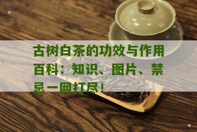 古树白茶的功效与作用百科：知识、图片、禁忌一网打尽！