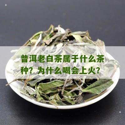 普洱老白茶属于什么茶种？为什么喝会上火？