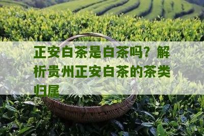 正安白茶是白茶吗？解析贵州正安白茶的茶类归属