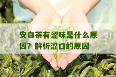 安白茶有涩味是什么原因？解析涩口的原因