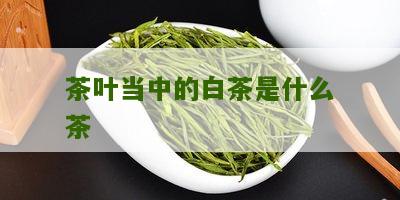 茶叶当中的白茶是什么茶