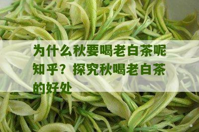 为什么秋要喝老白茶呢知乎？探究秋喝老白茶的好处