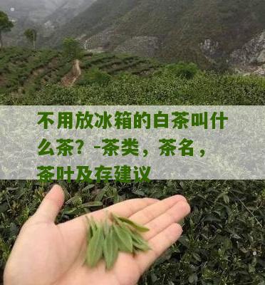 不用放冰箱的白茶叫什么茶？-茶类，茶名，茶叶及存建议