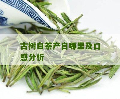 古树白茶产自哪里及口感分析