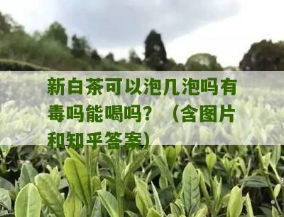 新白茶可以泡几泡吗有毒吗能喝吗？（含图片和知乎答案）