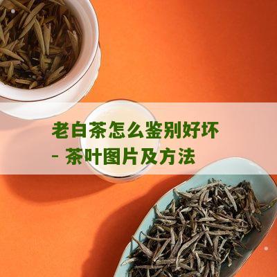 老白茶怎么鉴别好坏 - 茶叶图片及方法