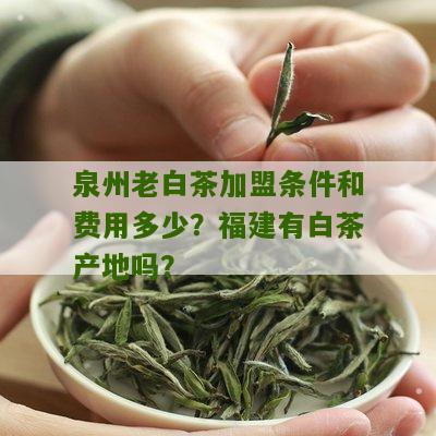 泉州老白茶加盟条件和费用多少？福建有白茶产地吗？