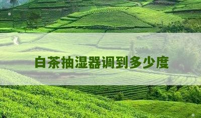 白茶抽湿器调到多少度