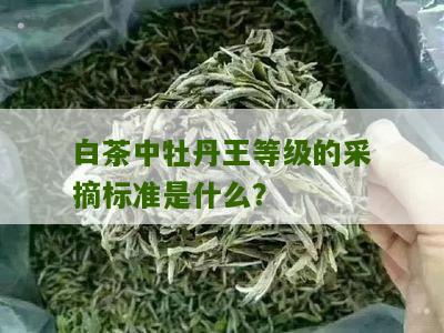 白茶中牡丹王等级的采摘标准是什么？