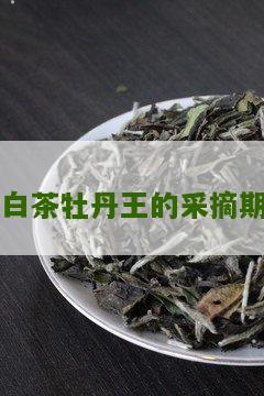 白茶牡丹王的采摘期