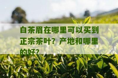 白茶眉在哪里可以买到正宗茶叶？产地和哪里的好？