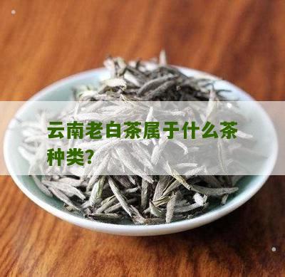 云南老白茶属于什么茶种类？