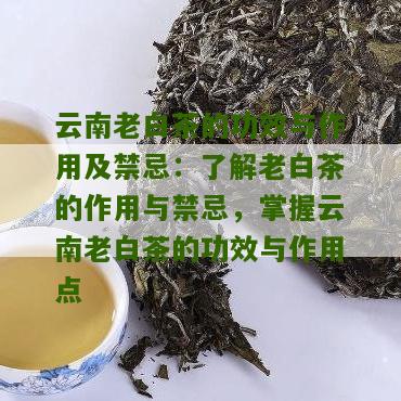 云南老白茶的功效与作用及禁忌：了解老白茶的作用与禁忌，掌握云南老白茶的功效与作用点