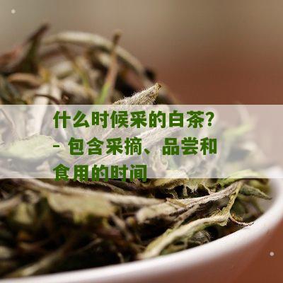 什么时候采的白茶？ - 包含采摘、品尝和食用的时间