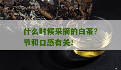 什么时候采摘的白茶？节和口感有关！