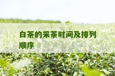 白茶的采茶时间及排列顺序