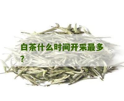 白茶什么时间开采最多？