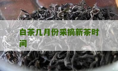 白茶几月份采摘新茶时间