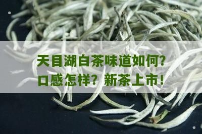 天目湖白茶味道如何？口感怎样？新茶上市！