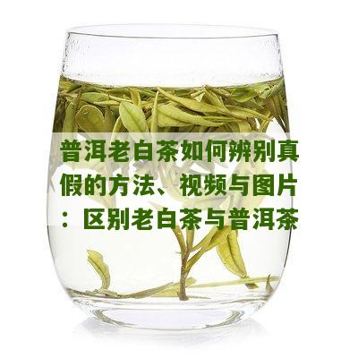 普洱老白茶如何辨别真假的方法、视频与图片：区别老白茶与普洱茶