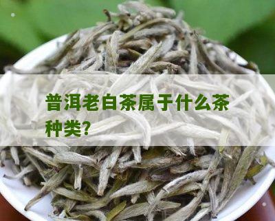 普洱老白茶属于什么茶种类？