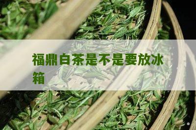 福鼎白茶是不是要放冰箱