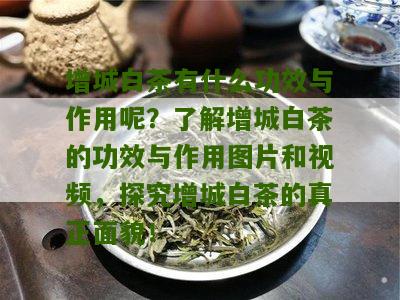 增城白茶有什么功效与作用呢？了解增城白茶的功效与作用图片和视频，探究增城白茶的真正面貌！