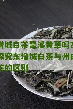 增城白茶是溪黄草吗？探究东增城白茶与州白茶的区别