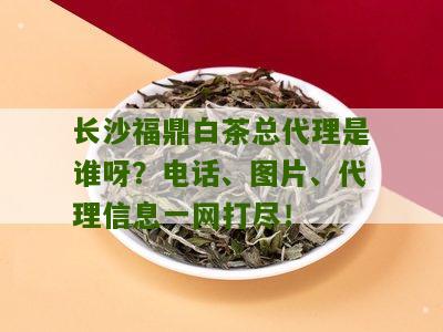 长沙福鼎白茶总代理是谁呀？电话、图片、代理信息一网打尽！