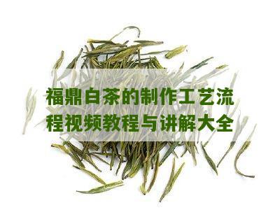 福鼎白茶的制作工艺流程视频教程与讲解大全