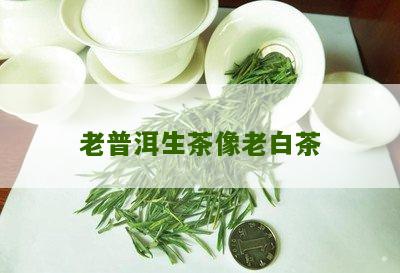 老普洱生茶像老白茶