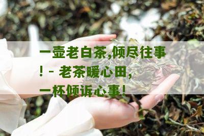 一壶老白茶,倾尽往事! - 老茶暖心田,一杯倾诉心事!