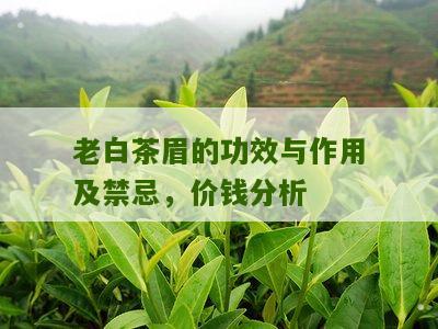 老白茶眉的功效与作用及禁忌，价钱分析