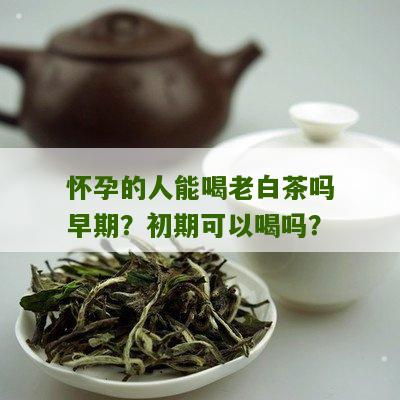 怀孕的人能喝老白茶吗早期？初期可以喝吗？