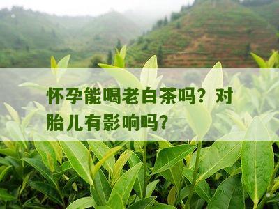 怀孕能喝老白茶吗？对胎儿有影响吗？