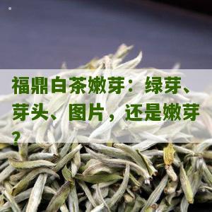 福鼎白茶嫩芽：绿芽、芽头、图片，还是嫩芽？